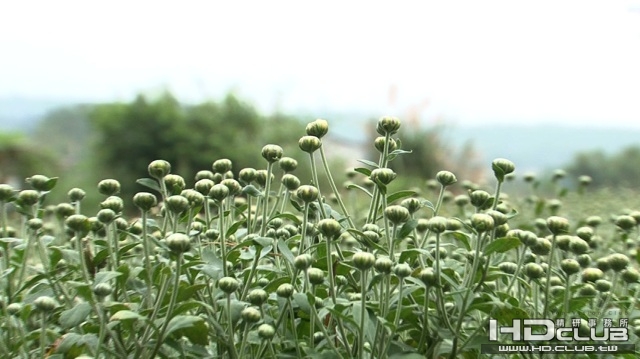 flower.jpg