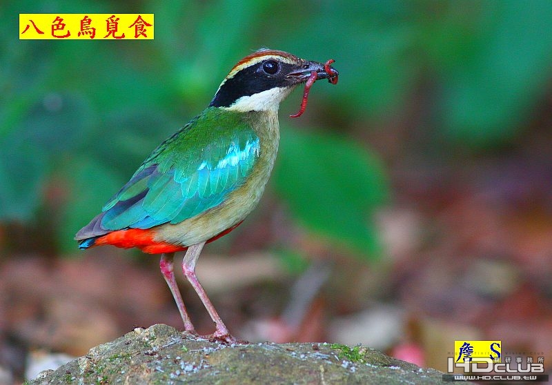 1 八色鳥  014 DV.jpg