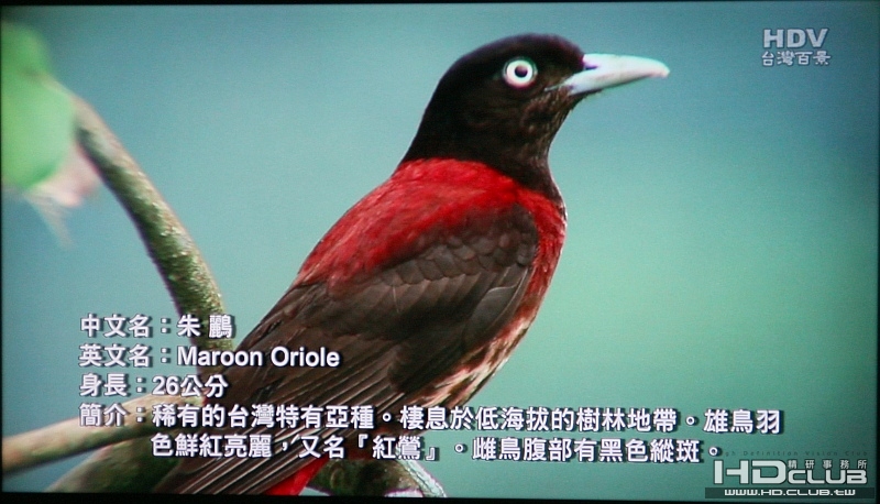 HD網聚 011 朱鸝.jpg
