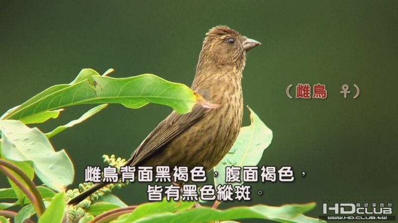 酒紅朱雀04.jpg