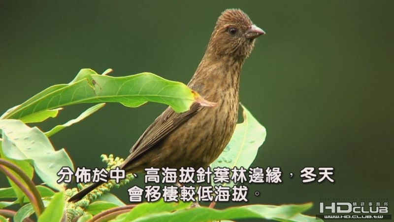 酒紅朱雀05.jpg