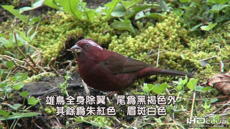 酒紅朱雀03.jpg