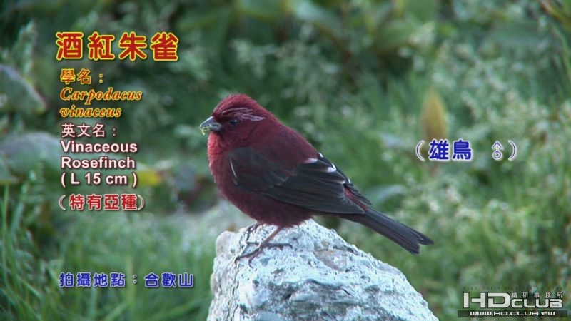 酒紅朱雀01.jpg