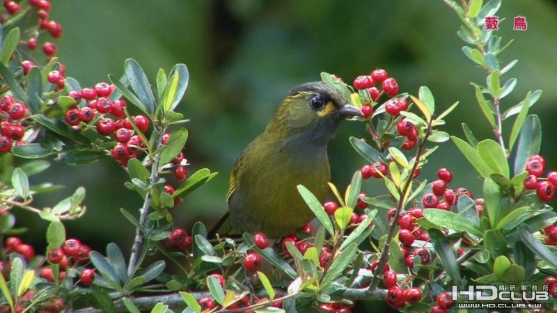 0118藪鳥05.jpg