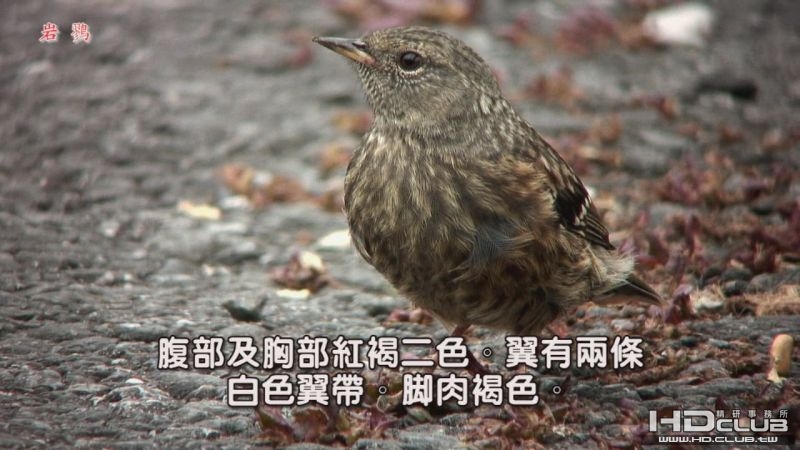 0118岩鷚03.jpg