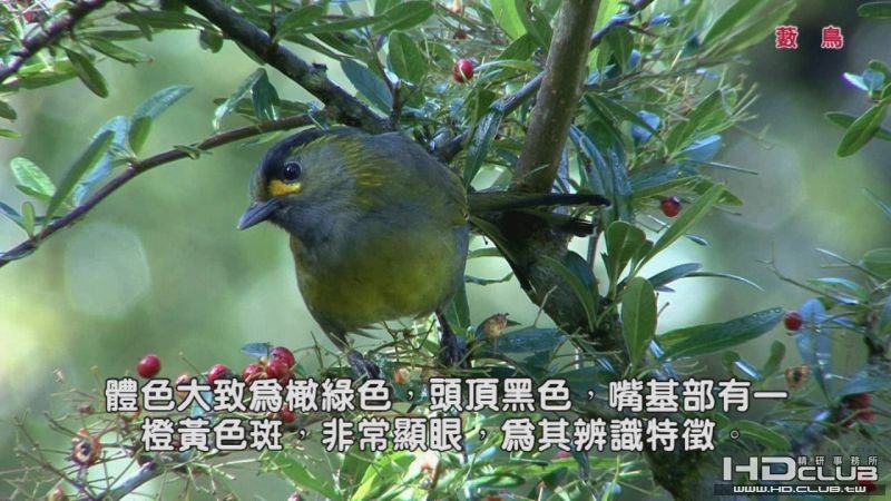 0118藪鳥02.jpg