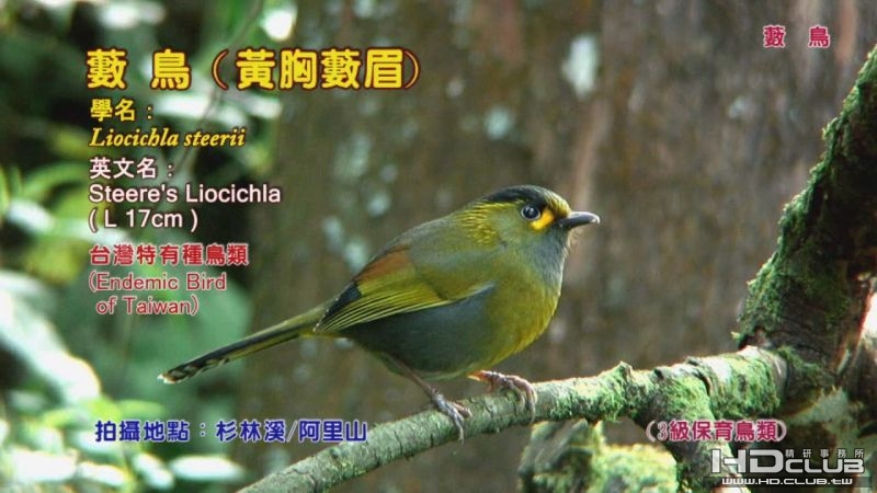 0118藪鳥01.jpg