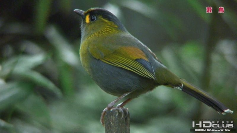 0118藪鳥07.jpg