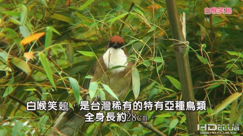0118白喉笑鶇02.jpg