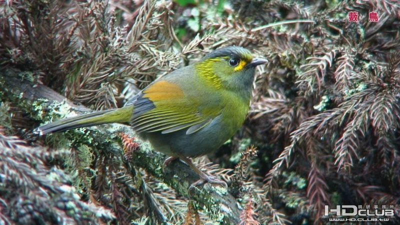 0118藪鳥06.jpg