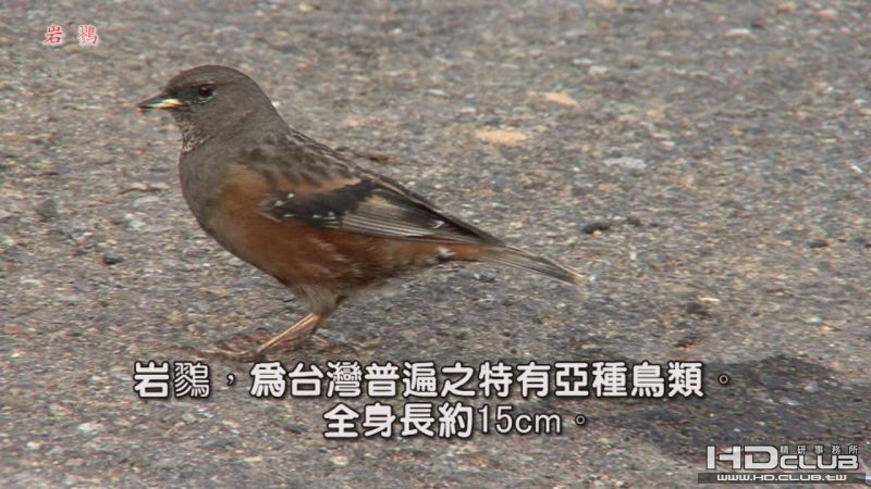 0118岩鷚02.jpg