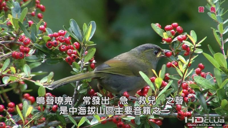 0118藪鳥04.jpg