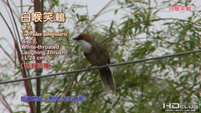 0118白喉笑鶇01.jpg