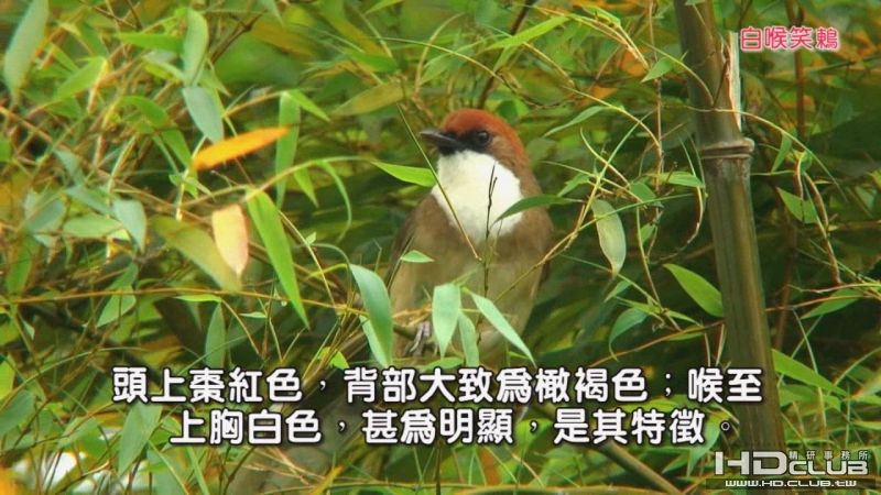 0118白喉笑鶇03.jpg