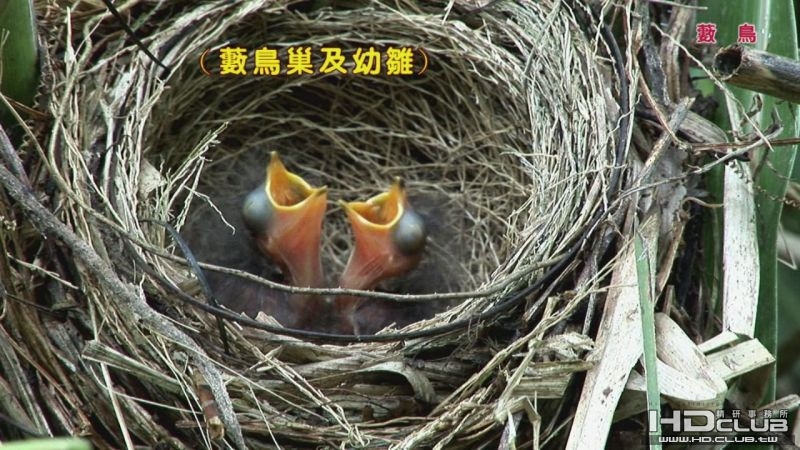 0118藪鳥08.jpg