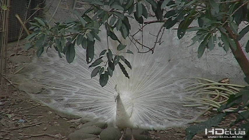 980115 新竹動物園2 AC3 5.1[(010049)19-19-03].JPG