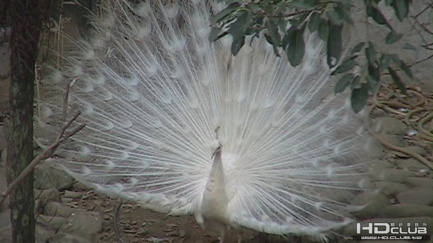 980115 新竹動物園2 AC3 5.1[(010342)19-19-57].JPG