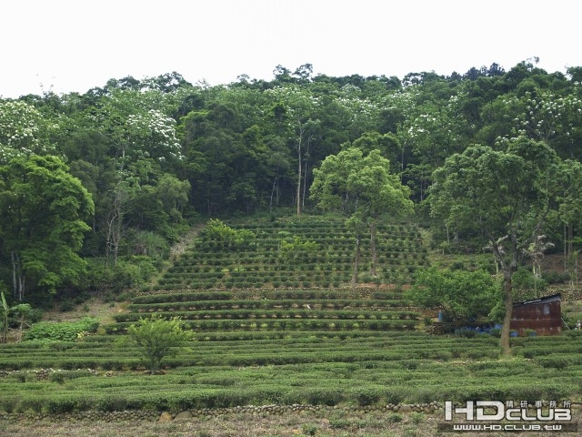 慈濟茶園1