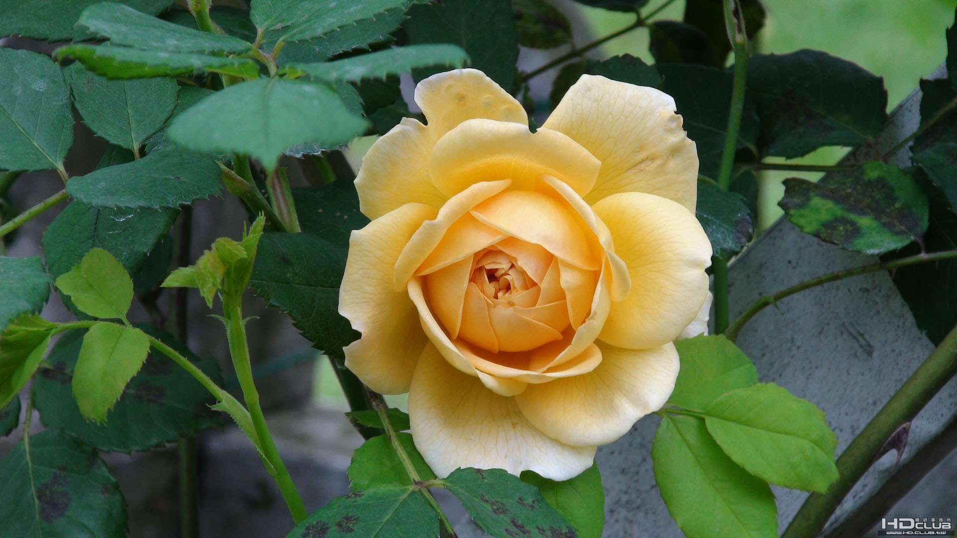 DSC00009001.jpg