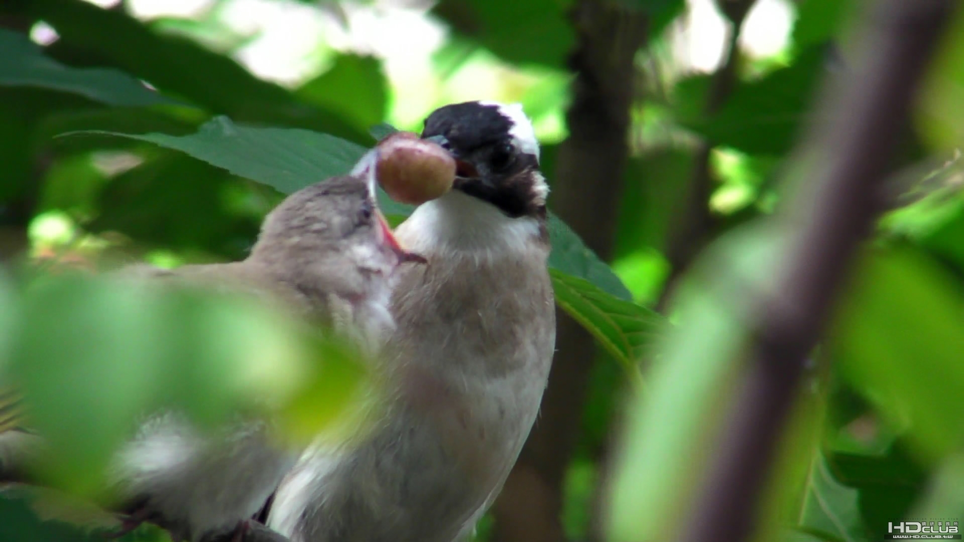 Bulbul_20090418.jpg