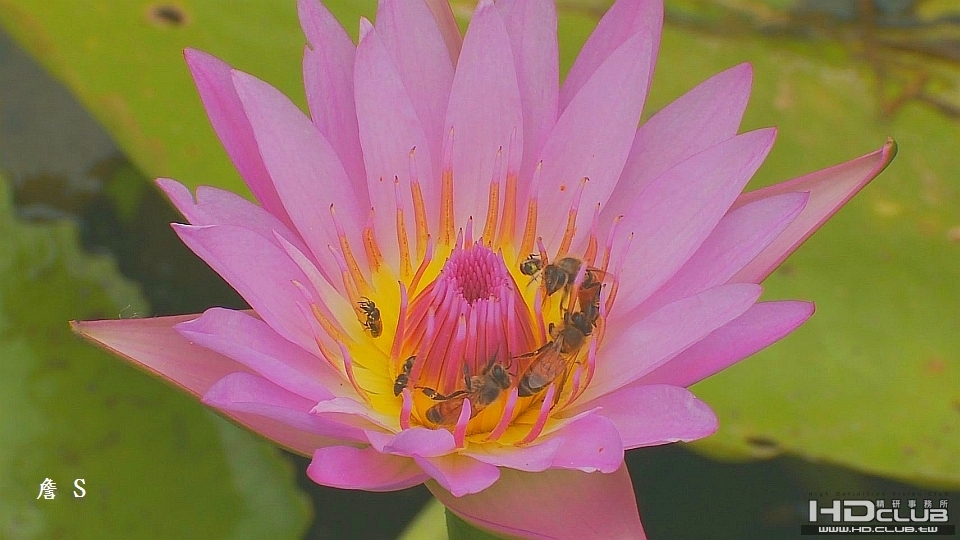 花卉002A字.jpg