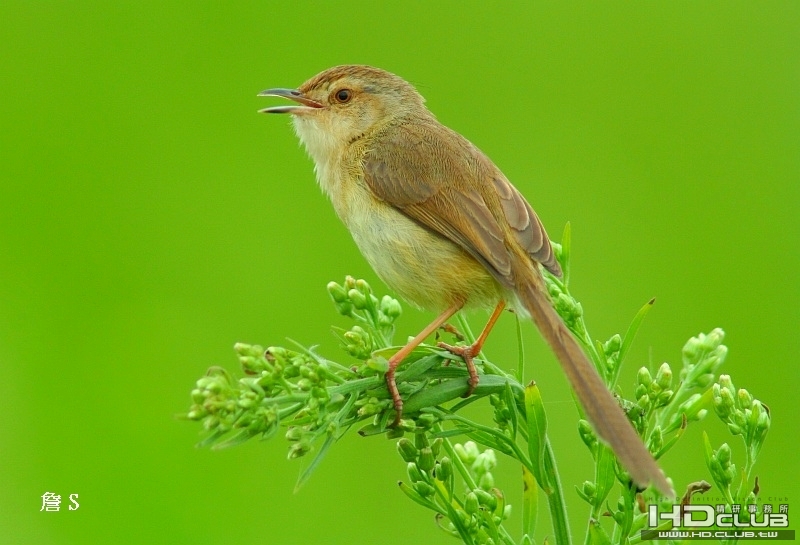 野鳥001.jpg