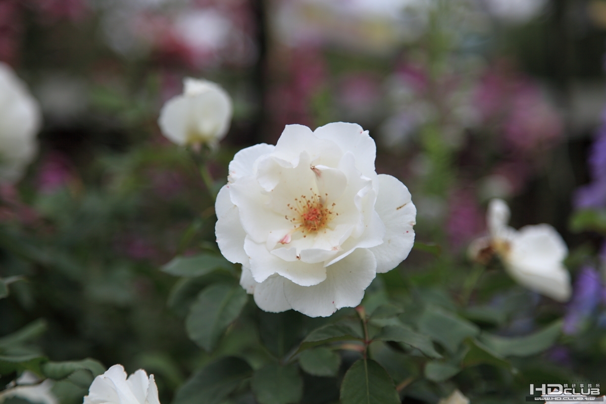 DPP_0091.JPG