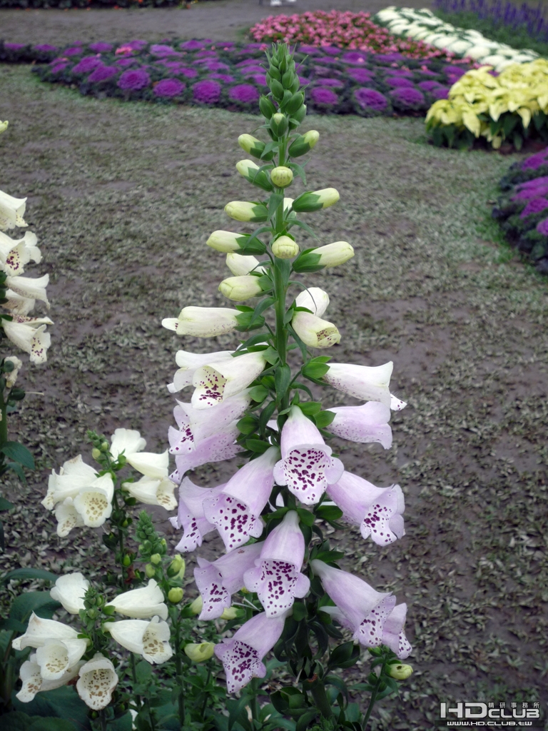P1000003.JPG