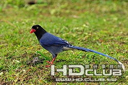 250px-Urocissa_caerulea.jpg