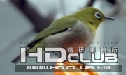 180px-Zosterops_japonicus_01.jpg