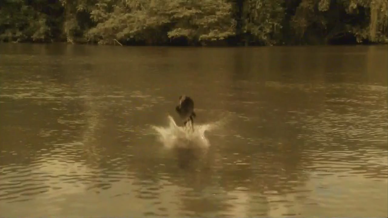 Mega Piranha06.JPG