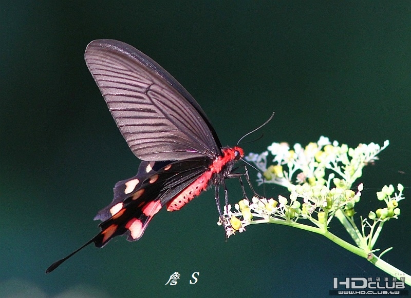 大紅紋鳳蝶002A.jpg