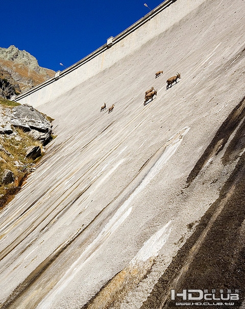 mountaingoatish.jpg