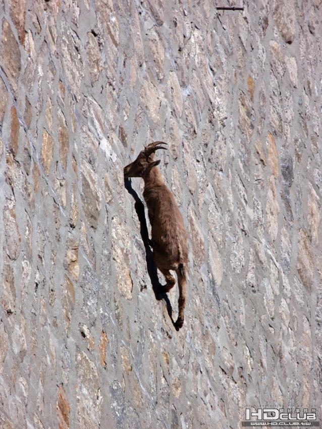 mountaingoatclose.jpg