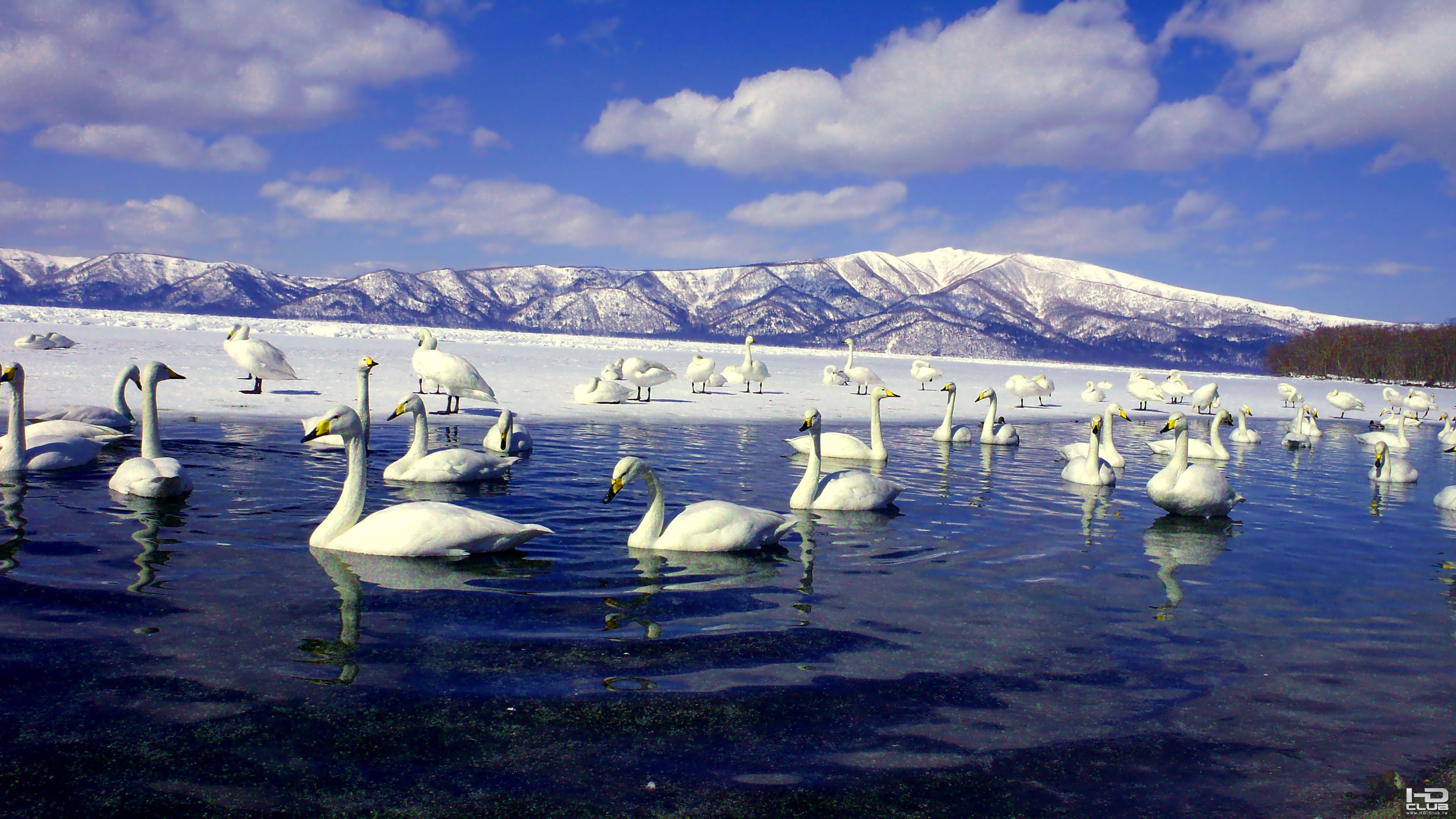 屈斜路湖與白鳥.jpg