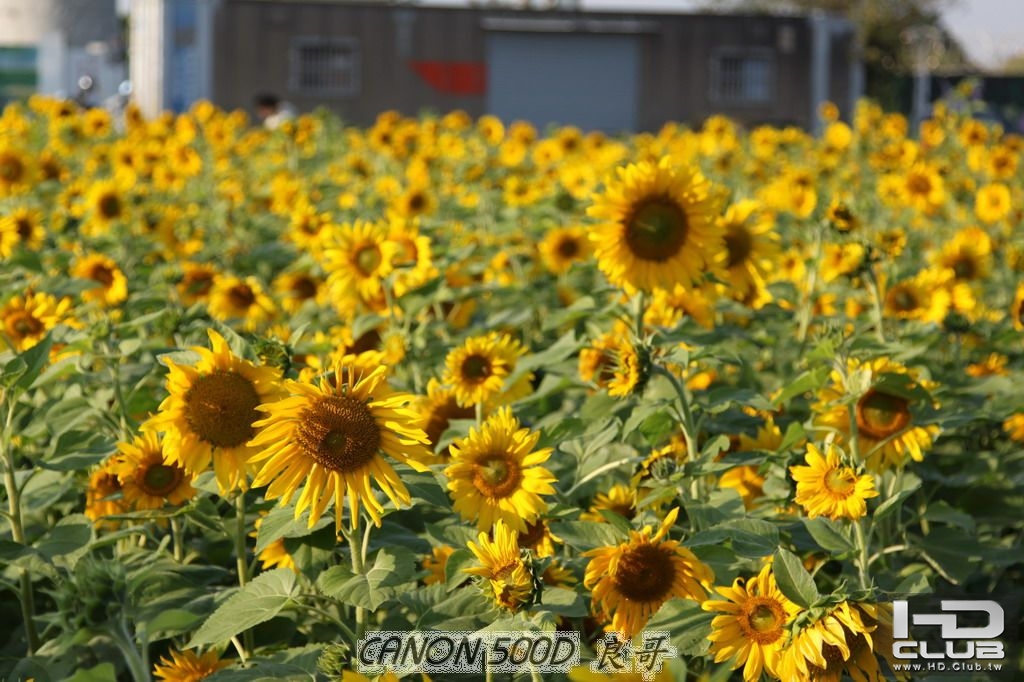 嘉義市花現新嘉園_花海節_0037.JPG