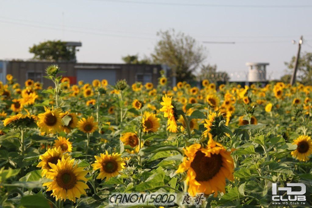 嘉義市花現新嘉園_花海節_0010.JPG