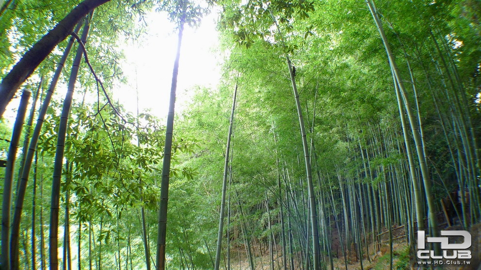 嵐山的竹林