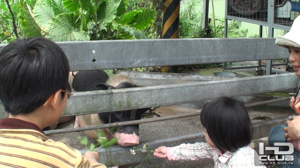 靚靚餵豬記趣-1.jpg