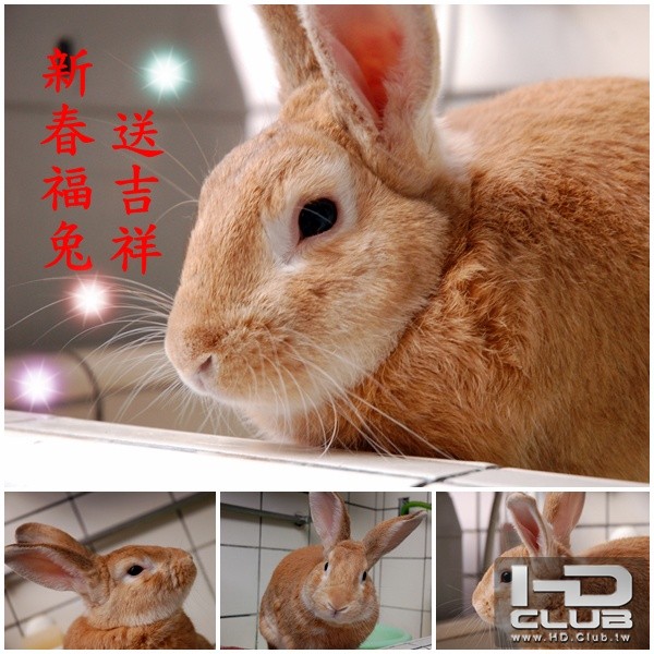 bunny.jpg