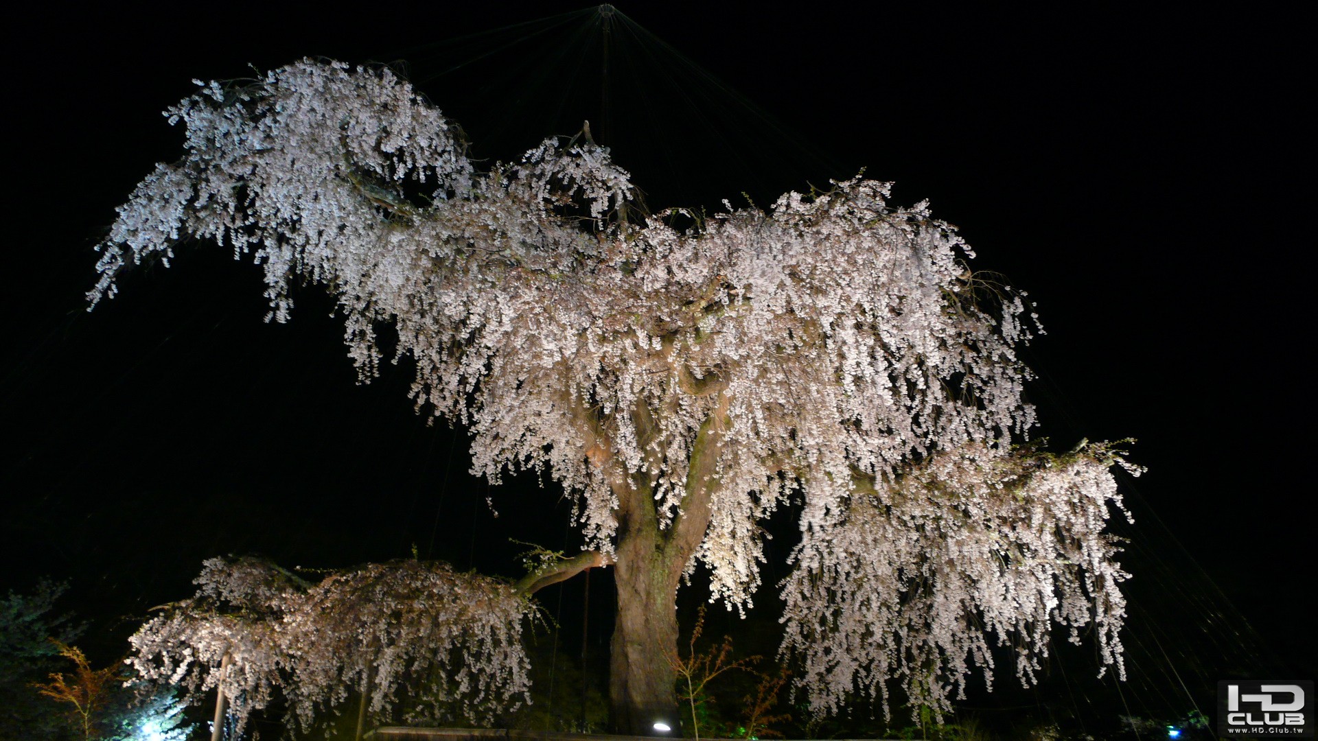 京都圓山公園祇園夜櫻