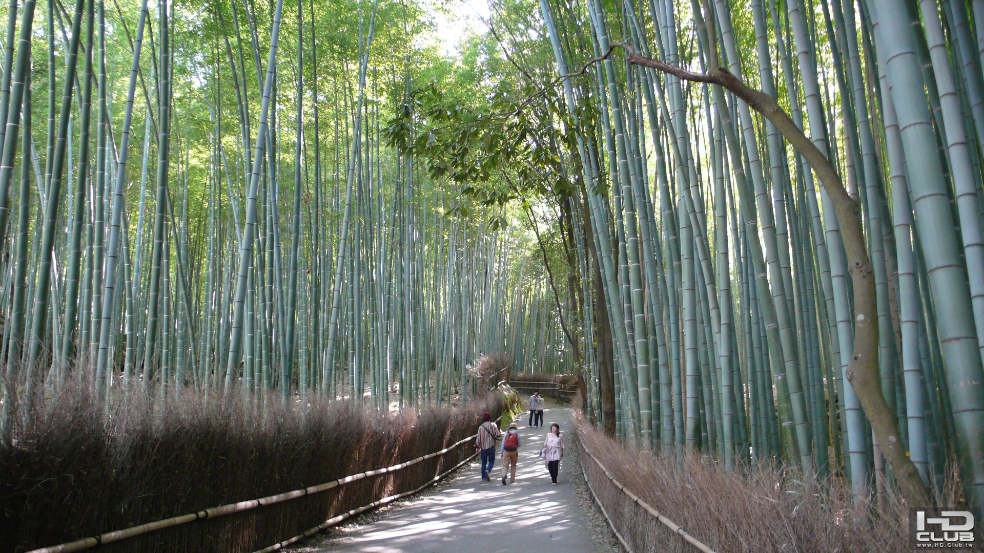 嵯峨野竹林