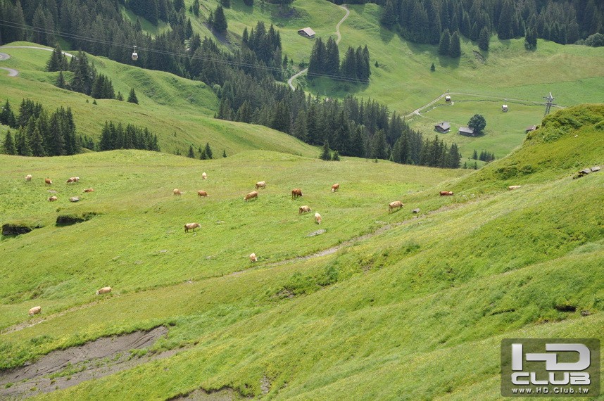 沿途風光之四，山上的牛群，牠們頸上掛著的鈴「噹噹」響令人感覺很悠閒。 ...