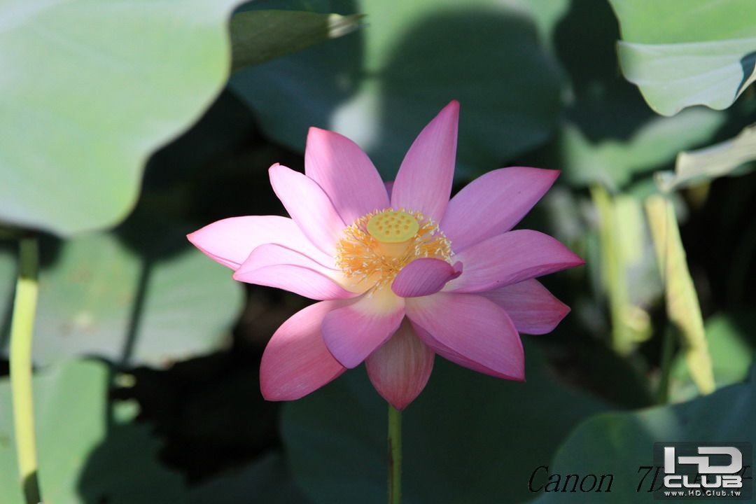 2011-0611天氣晴朗的白河蓮花_0101.jpg