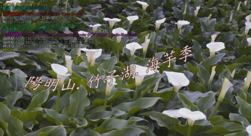 陽明山海芋季[(000163)13-30-43].JPG