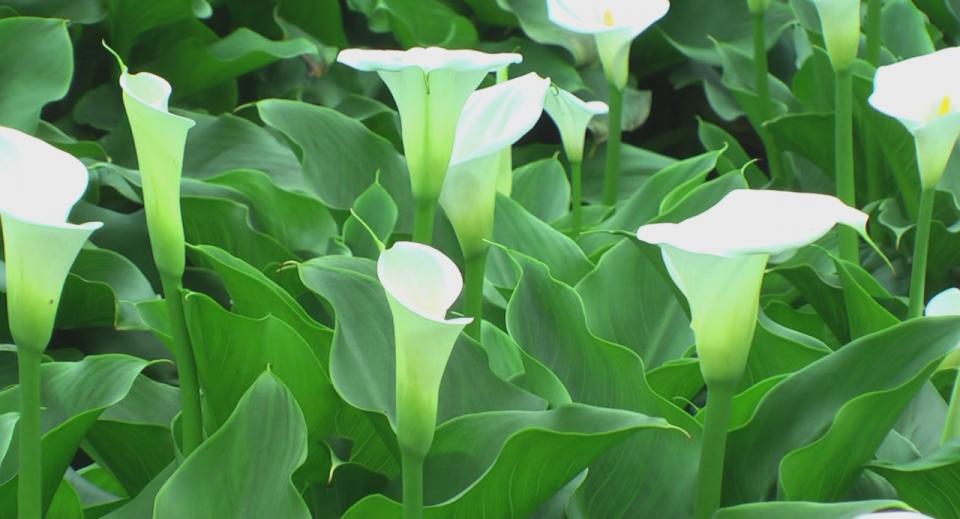 陽明山海芋季[(000376)13-27-59].JPG