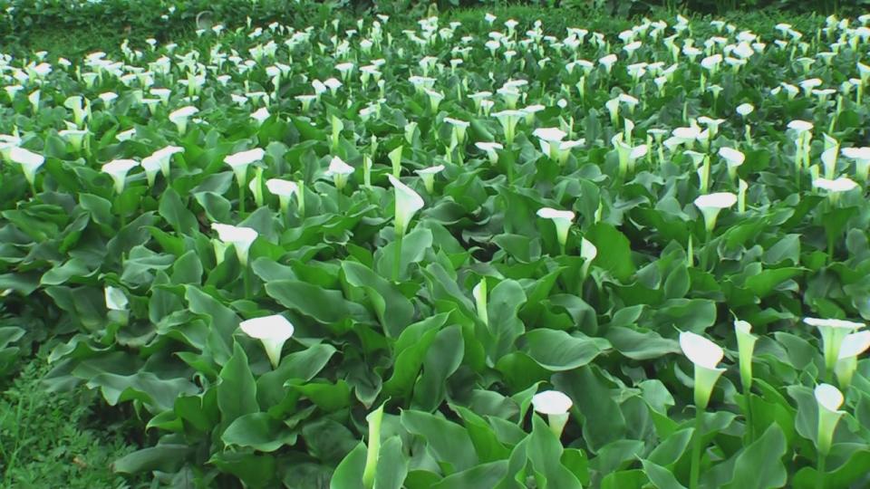 陽明山海芋季[(001173)13-31-51].JPG