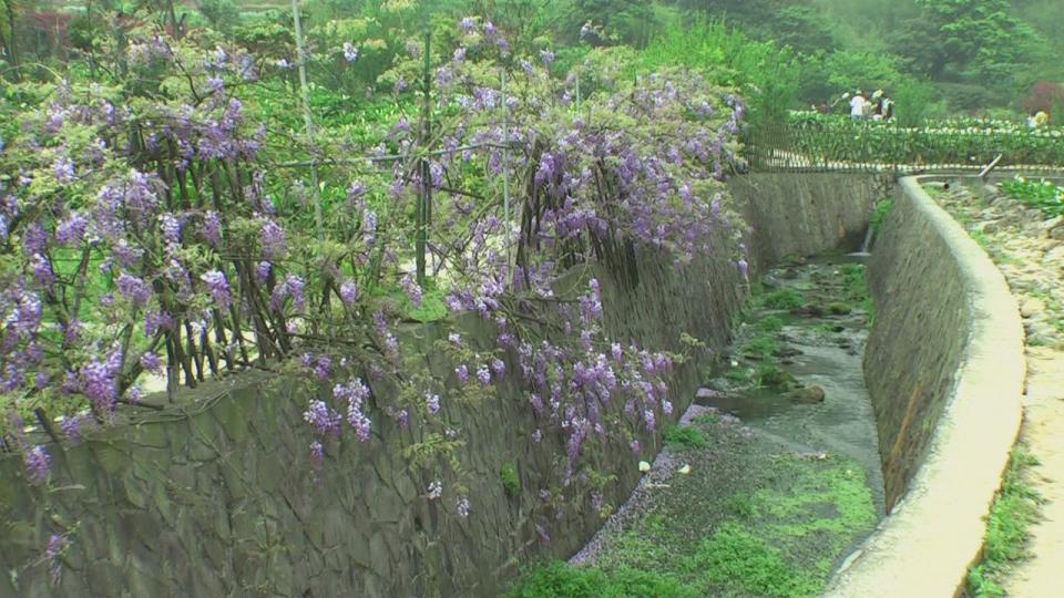 陽明山海芋季[(004400)13-39-55].JPG