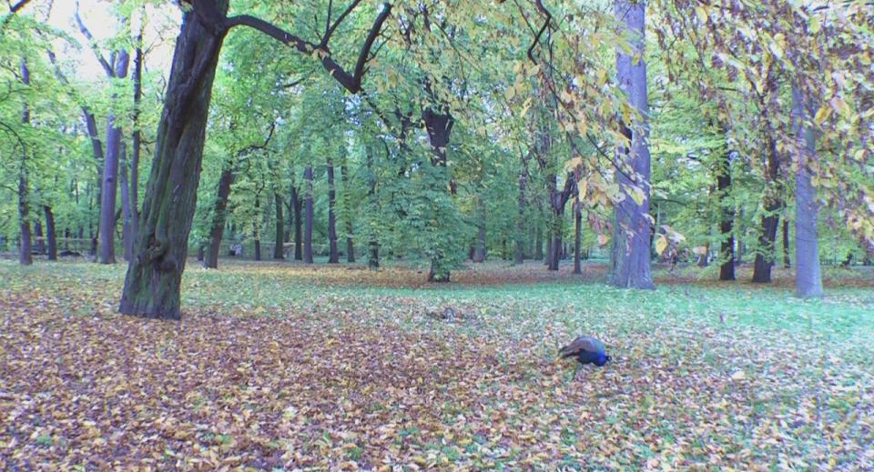 LAZIENKI Park HDV 1080i[(003790)23-33-21].JPG