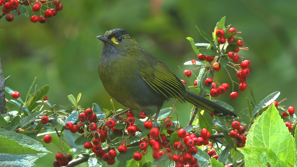 藪鳥.jpg